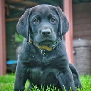 Meet your Posher, Blake